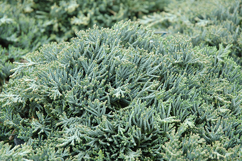 Icee Blue Juniper (Juniperus horizontalis 'Icee Blue') at Newcastle Fruit & Produce