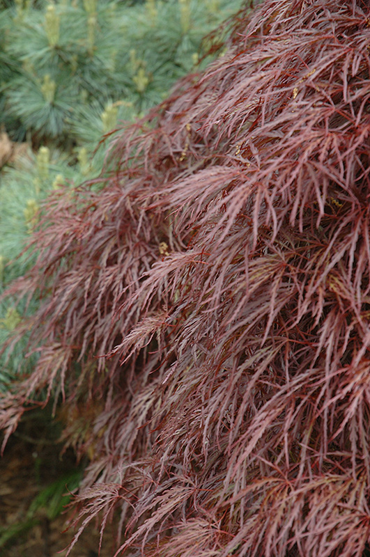 Red Select Cutleaf Japanese Maple (Acer palmatum 'Dissectum Red Select') at Newcastle Fruit & Produce
