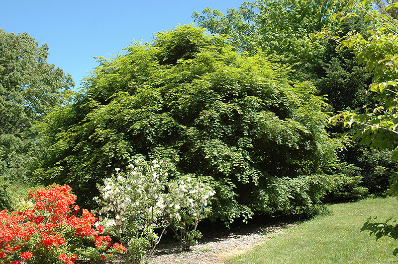 Korean Maple (Acer pseudosieboldianum) at Newcastle Fruit & Produce