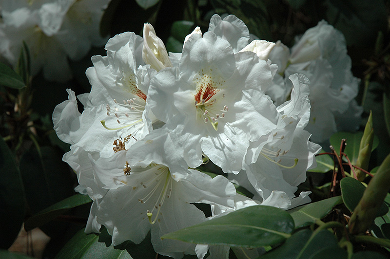 Dora Amateis Rhododendron (Rhododendron 'Dora Amateis') at Newcastle Fruit & Produce