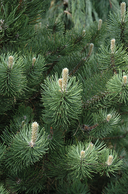 Oregon Green Austrian Pine (Pinus nigra 'Oregon Green') at Newcastle Fruit & Produce