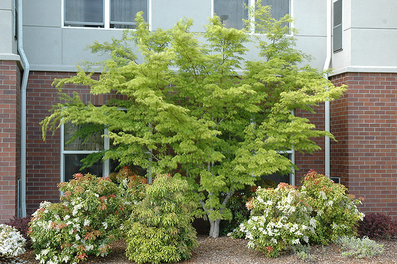 Seiryu Japanese Maple (Acer palmatum 'Seiryu') at Newcastle Fruit & Produce