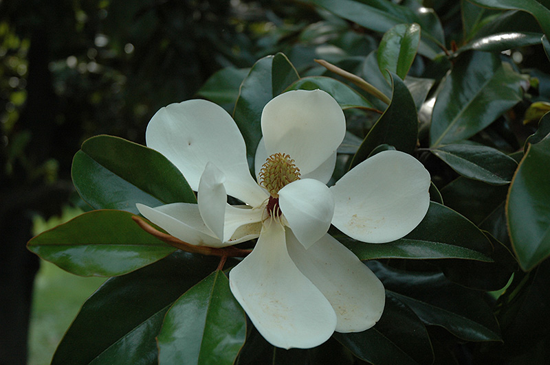 Southern Magnolia (Magnolia grandiflora) at Newcastle Fruit & Produce