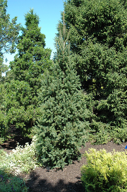 Columnar Norway Spruce (Picea abies 'Cupressina') at Newcastle Fruit & Produce