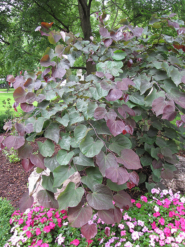 Forest Pansy Redbud (Cercis canadensis 'Forest Pansy') at Newcastle Fruit & Produce