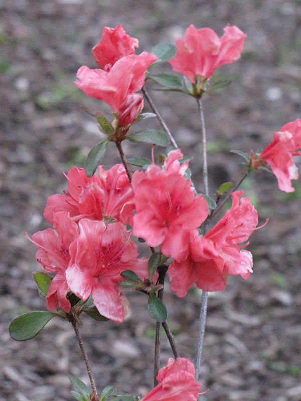 Red Wing Azalea (Rhododendron 'Red Wing') at Newcastle Fruit & Produce