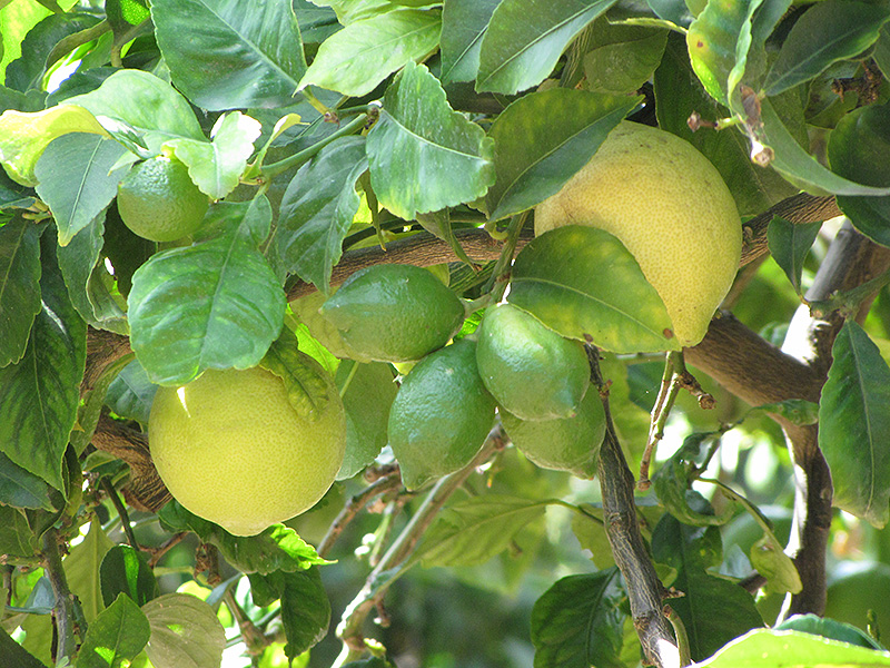 Eureka Lemon (Citrus limon 'Eureka') at Newcastle Fruit & Produce