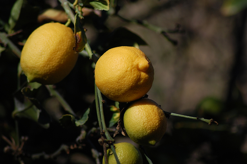 Eureka Lemon (Citrus limon 'Eureka') at Newcastle Fruit & Produce