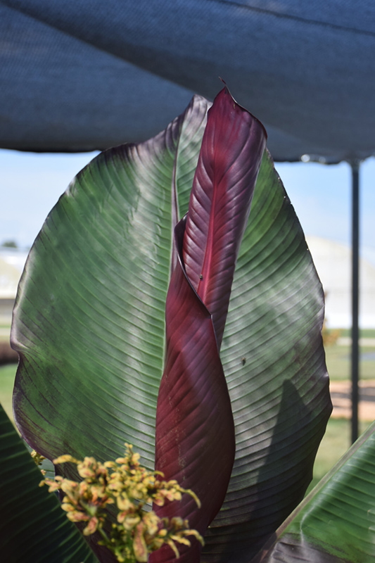 Red Banana (Ensete ventricosum 'Maurelii') at Newcastle Fruit & Produce