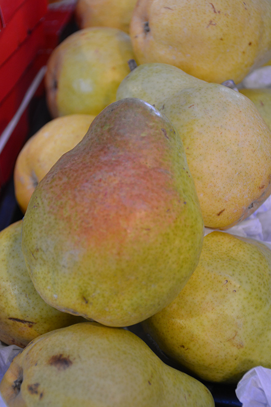 Flemish Beauty Pear (Pyrus communis 'Flemish Beauty') at Newcastle Fruit & Produce