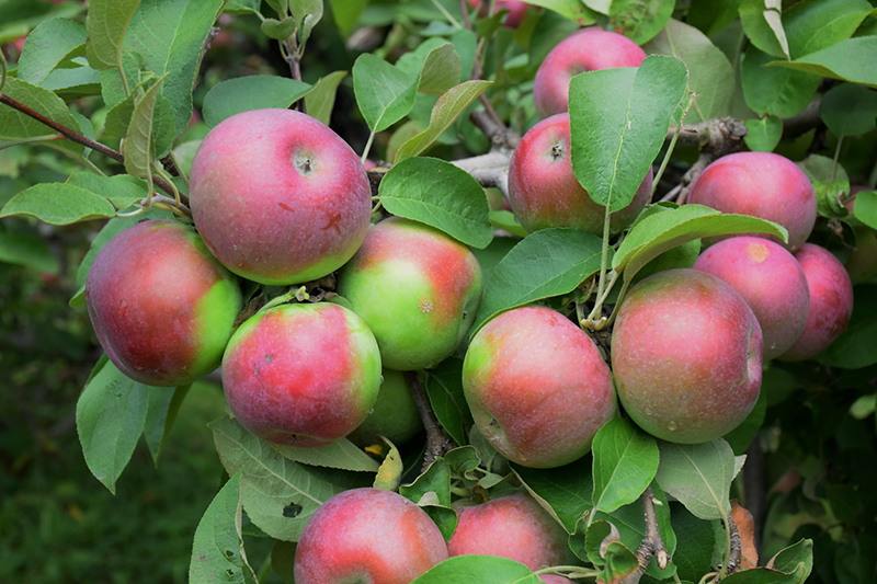 Macintosh Apple (Malus 'Macintosh') at Newcastle Fruit & Produce