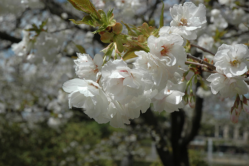 Mt. Fuji Flowering Cherry (Prunus serrulata 'Mt. Fuji') at Newcastle Fruit & Produce