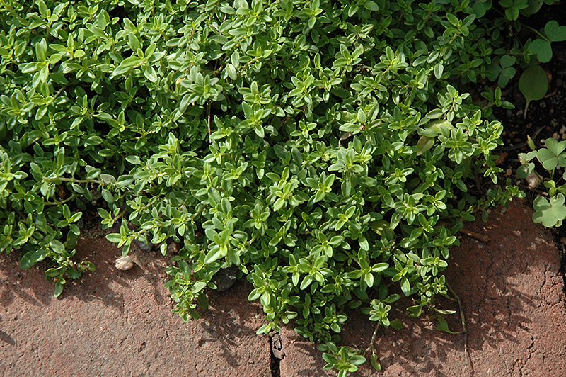 Lime Thyme (Thymus x citriodorus 'Lime') at Newcastle Fruit & Produce