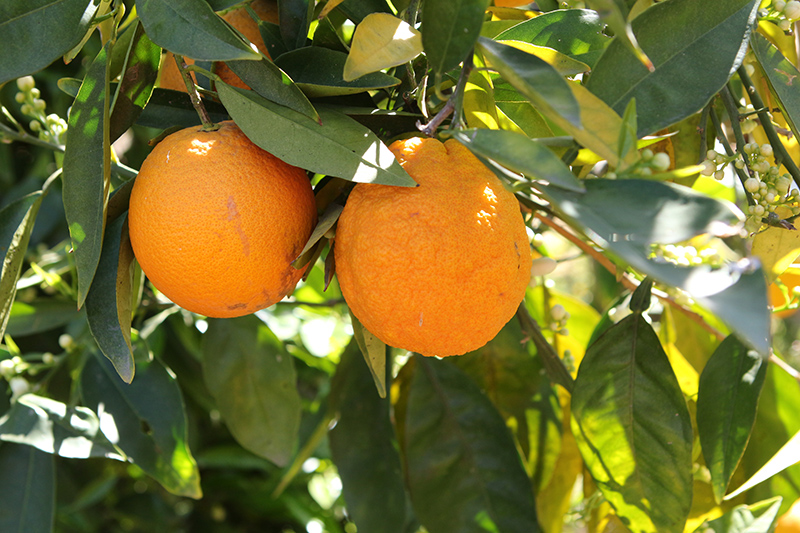 Washington Navel Orange (Citrus sinensis 'Washington Navel') at Newcastle Fruit & Produce