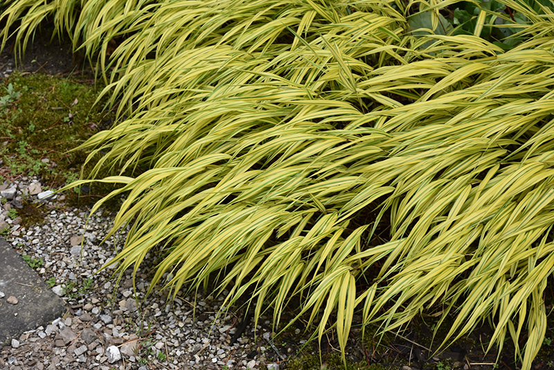 Golden Variegated Hakone Grass (Hakonechloa macra 'Aureola') at Newcastle Fruit & Produce