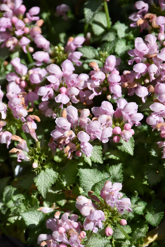 Pink Pewter Spotted Dead Nettle (Lamium maculatum 'Pink Pewter') at Newcastle Fruit & Produce