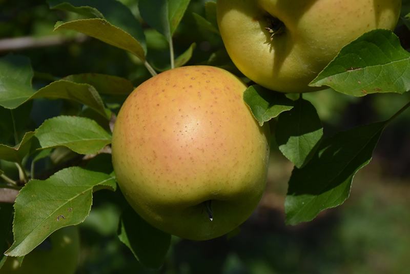 Golden Sentinel Columnar Apple (Malus 'Golden Sentinel') at Newcastle Fruit & Produce