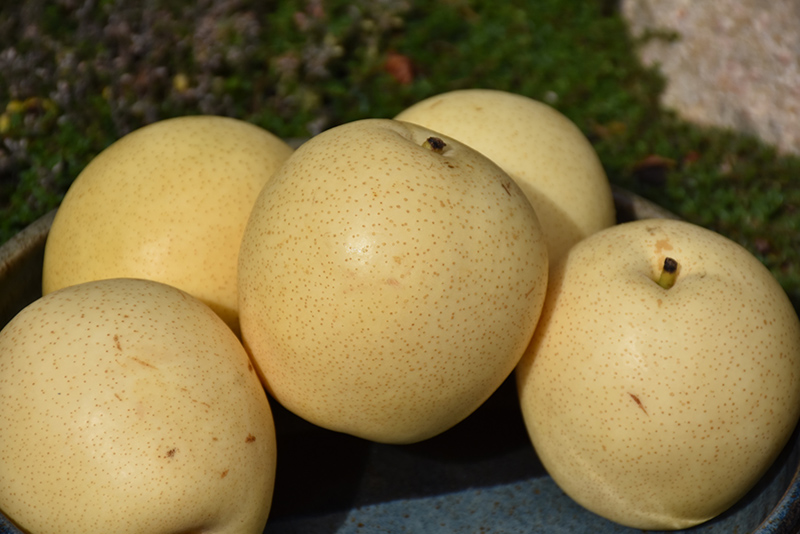 Shinseiki Asian Pear (Pyrus pyrifolia 'Shinseiki') at Newcastle Fruit & Produce