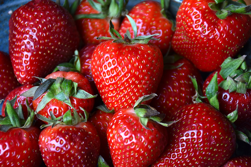 Albion Strawberry (Fragaria 'Albion') at Newcastle Fruit & Produce