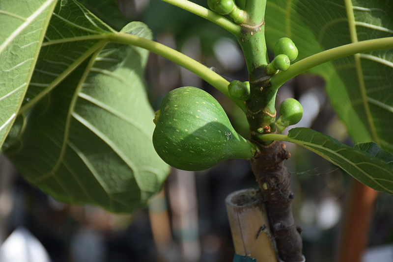 Peter's Honey Fig (Ficus carica 'Peter's Honey') at Newcastle Fruit & Produce
