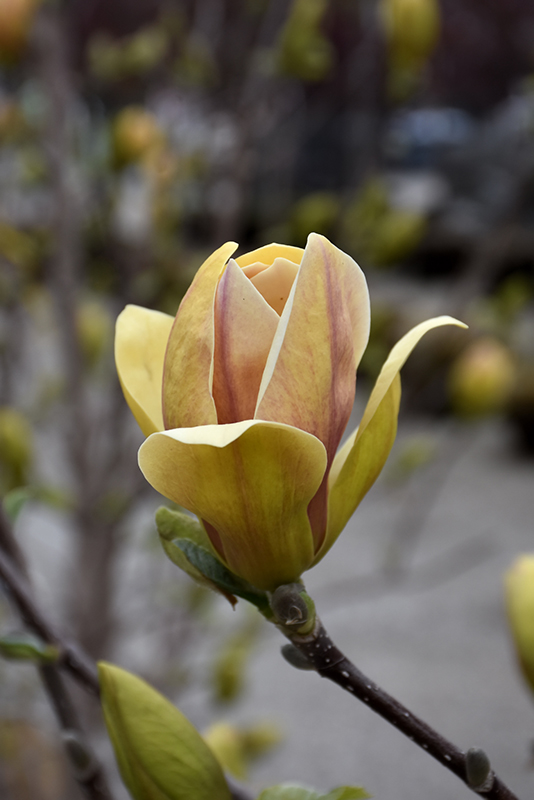 Sunsation Magnolia (Magnolia 'Sunsation') at Newcastle Fruit & Produce