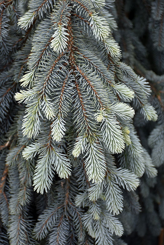 The Blues Colorado Blue Spruce (Picea pungens 'The Blues') at Newcastle Fruit & Produce