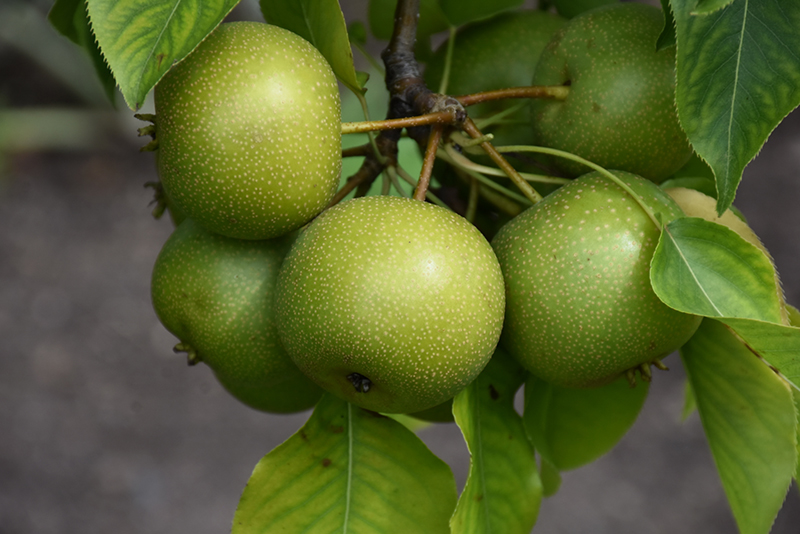 20th Century Pear (Pyrus pyrifolia 'Nijisseiki') at Newcastle Fruit & Produce