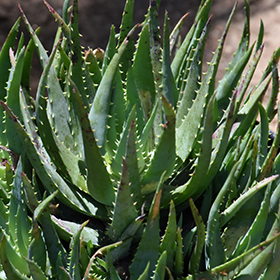 Succulent and Cactus Photo