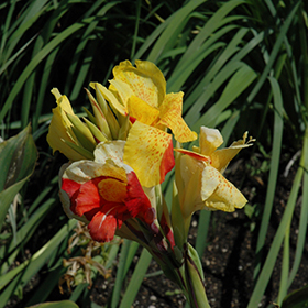 Plant Photo 6