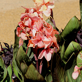 Plant Photo 5