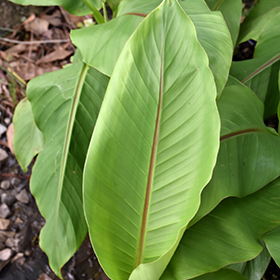 Plant Photo 3