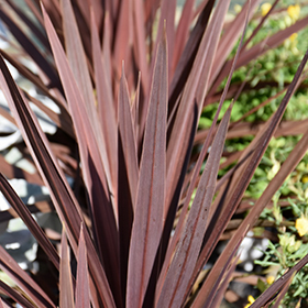 Plant Photo 6