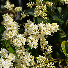Plant Photo 2