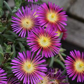Plant Photo 9